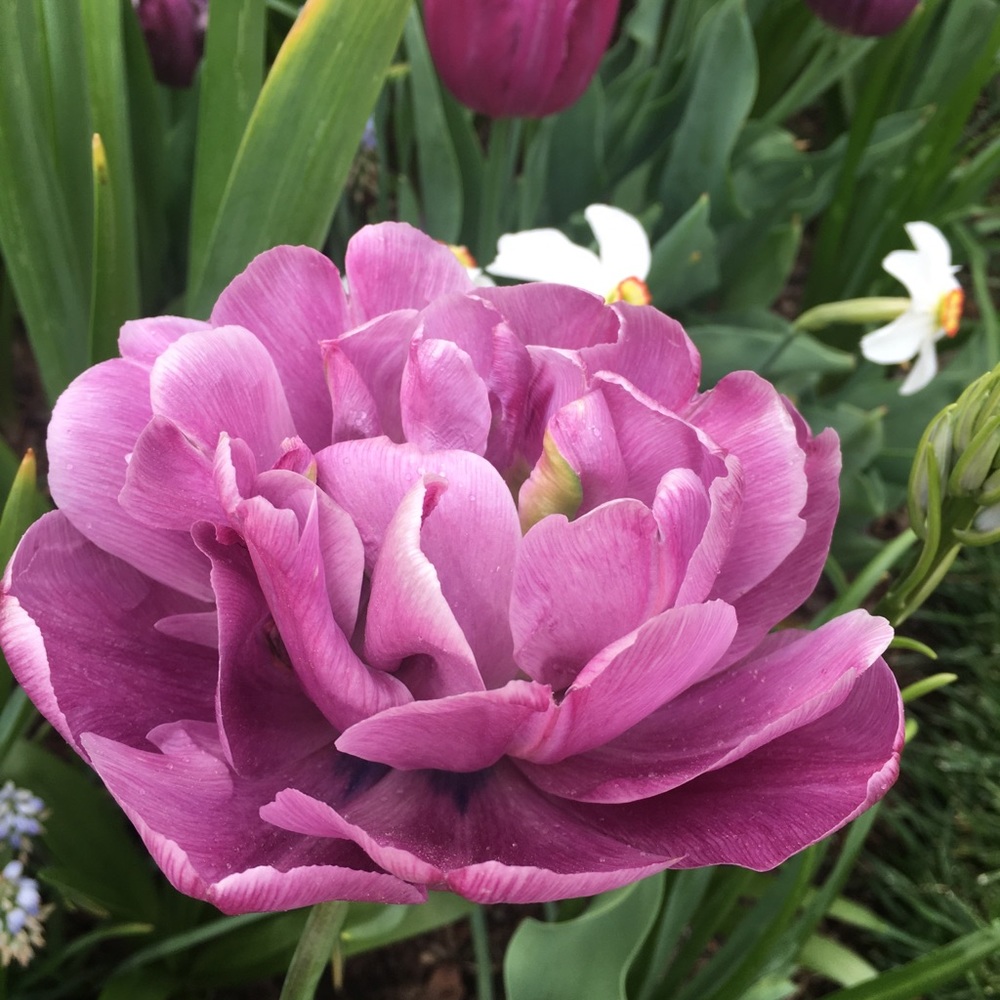 Meet your Posher, Ellen